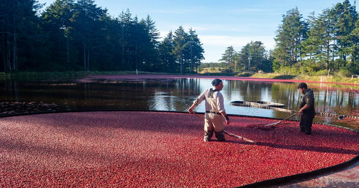 Oregon's Wild Harvest Organic Milk Thistle Dandelion Capsules: Best Liver Detox Supplement for Organic Needs